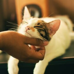 feline gingivitis - white and brown cat getting chin pets