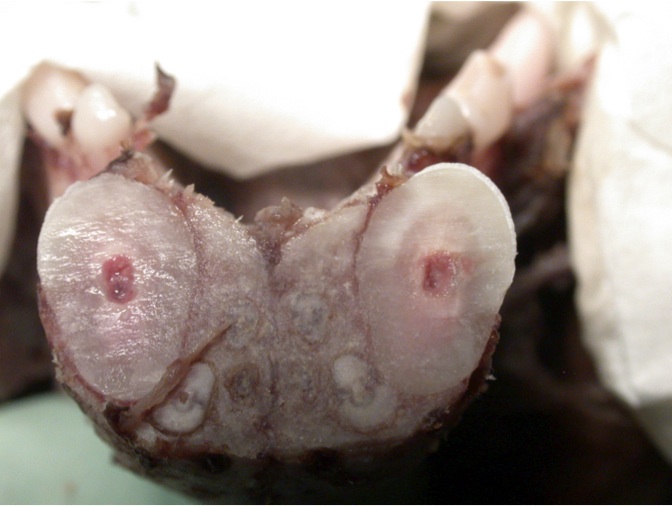 Figure 3. Much of the mandibular width consists of the roots of the canine teeth. 