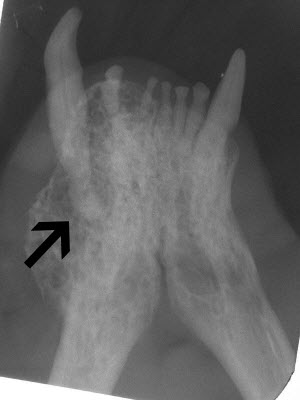 Type 1 tooth resorption in cat - Vet Dentistry