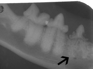 Type II Tooth Resorption in Cats - vet Dentistry