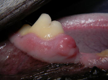 Figure 1. Initial appearance of the oral mass. 