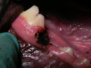 biopsy dog oral tumor vet dentistry