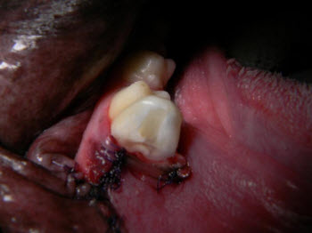 Figure 6. Rostral view after treatment