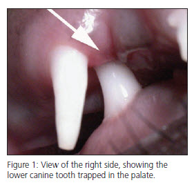 Vet Dentistry Base Narrow Mandibular Canine Teeth