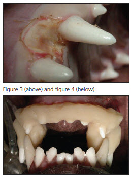 Incline planes are true orthodontic devices that can be utilized to treat BNMCT - Veterinary Dentistry