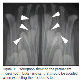 Interceptive Orthodontics x-ray - vet dentistry