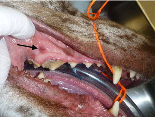 Canine Veterinary Dentistry