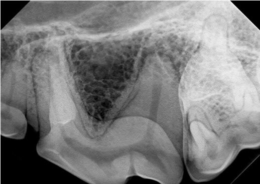 veterinary dental radiograph