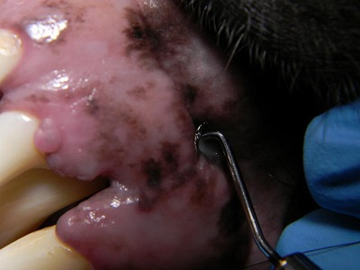 Figure 3. The periodontal probe has been placed into the draining tract, showing the extent of the lesion. 