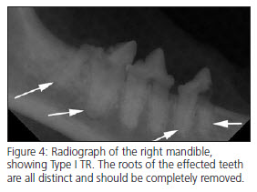 feline tooth resporption x-ray  - vet dentistry
