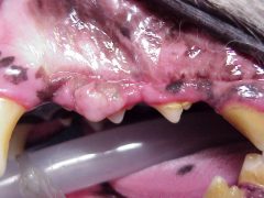 En Bloc resection of an Ossifying Epulis in a dog - Veterinary Dentistry