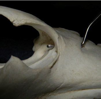 Figure 1. Dorsal view of the maxilla, showing the infraorbital canal running just dorsal to the upper fourth premolar and molars. The caudal foramen is located directly below the globe.
