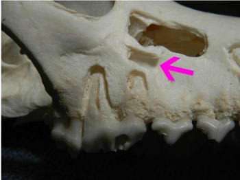 Figure 2. Right maxilla, showing the roots of the upper fourth premolar (#108) located just ventral to the infraorbital canal (arrow).
