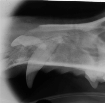 Figure 6. Dental radiograph of the left maxilla, showing an incisor displaced into the nasal passages during extraction.
