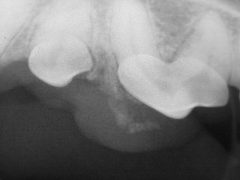 X-ray of soft tissue mineralization associated with tumor in dog's mouth