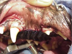 After surgical closure of veterinary dental surgery