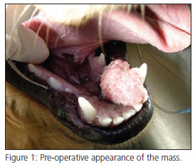 Pre-operative appearance of benign oral mass in dog