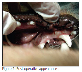 After removal of begnign oral mass in dog