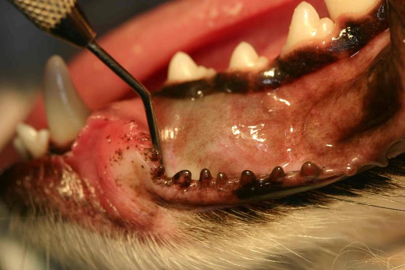 Picture of Dentigerous Cyst in Dog