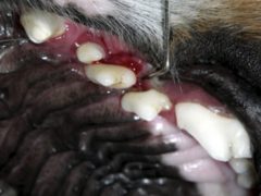 Negative affects of anesthesia free pet dental cleaning
