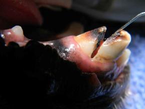 dog tooth fracture