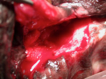 Closing Oronasal Fistula Flap in dog - veterinary dentistry