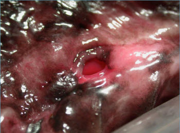 Chronic left sided oronasal fistula - vet dentistry