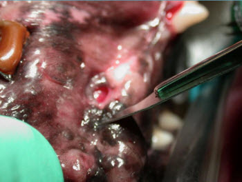 palatal incision reparing dog oronasal fistula