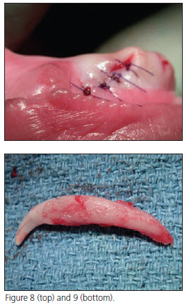 Primary Canine Tooth Extraction in Dogs