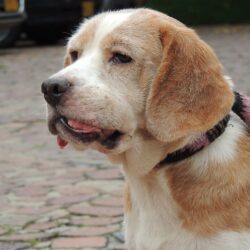 beagle with jaw cancer, oral tumors in dogs