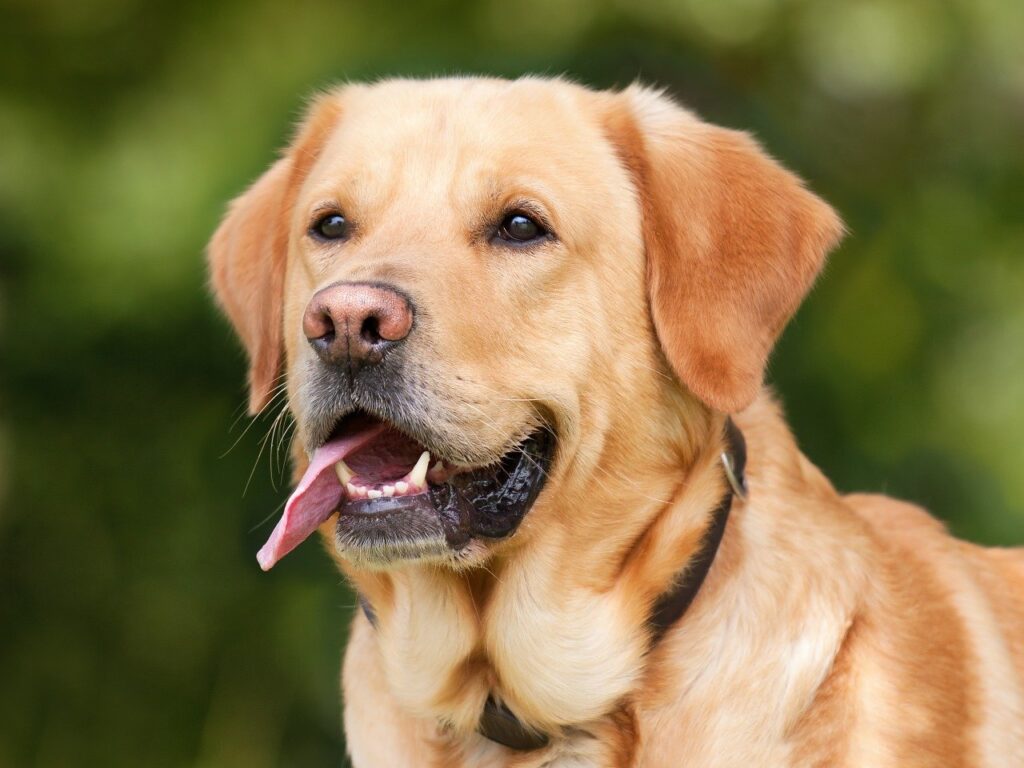 What does a discolored dog tooth mean for your pet?