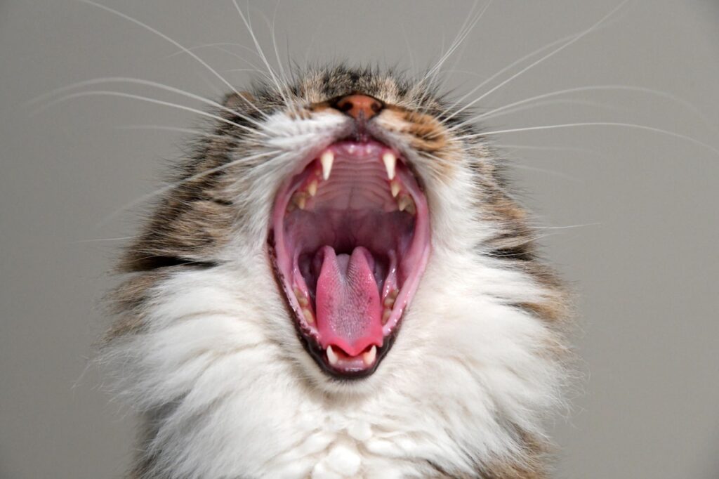 Signs of Healthy Teeth in Cats