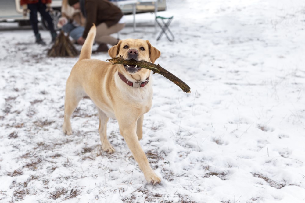 dog with stick in snow - Fractured Teeth in Dogs & Cats Bozeman, Montana