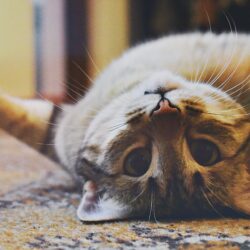 tabby cat laying upsidedown