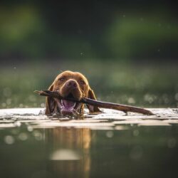 dog swimming in lake with stick in mouth