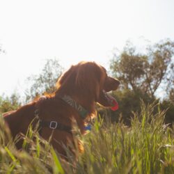 golden dog framed by setting sun - best dog friendly hikes in the bozeman area