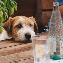 jack russell terrier at table next to a bottle of water - dog friendly restaurants in missoula