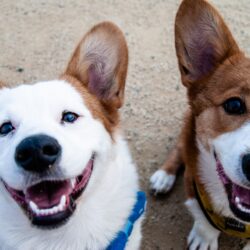 two brown and white corgis smiling up at the camera