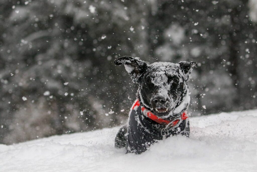 How to Take Your Dog Outdoors Safely in Montana Winters