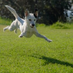 white dog jumping through the air - (best) dog parks in bozeman