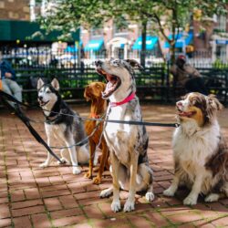 four leashed dogs sitting -Bozeman leash laws