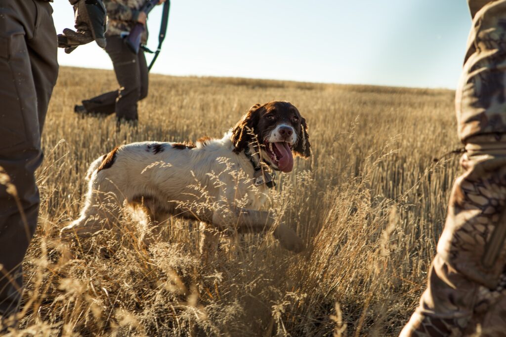 Hunting Season Can Be Dangerous for Dogs