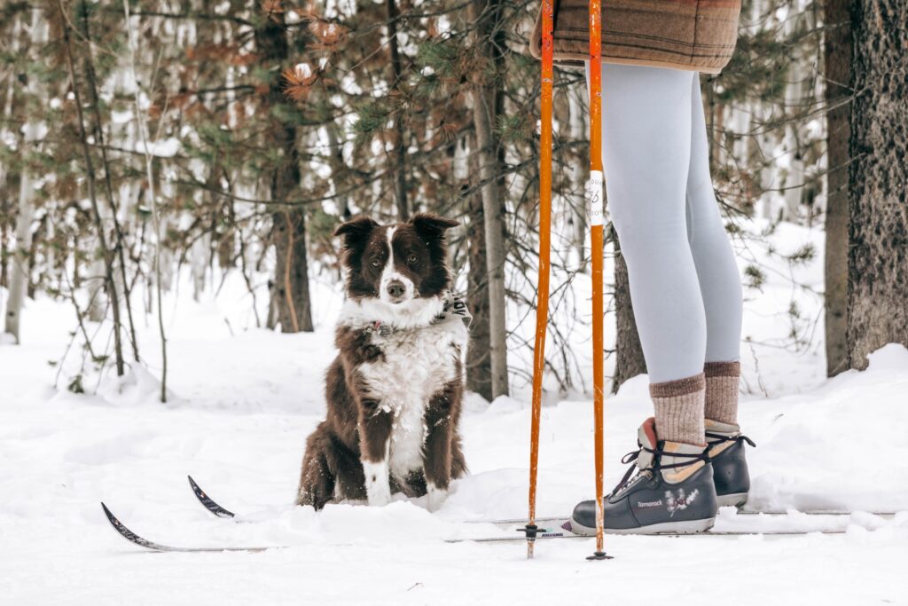 Cross-Country Skiing with Your Dog in Montana
