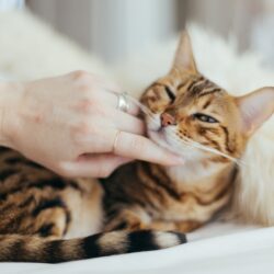 tabby cat getting pets from their human - boarding your pet vs pet sitting