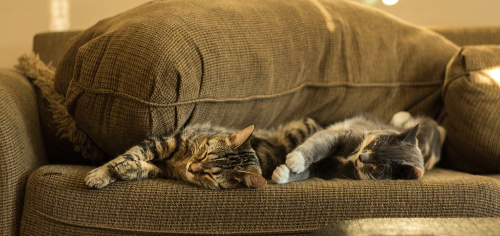 Cozy Cats: How to Keep Your Cat Warm This Montana Winter