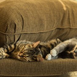 cats cuddling on a sofa - how to keep your cat warm